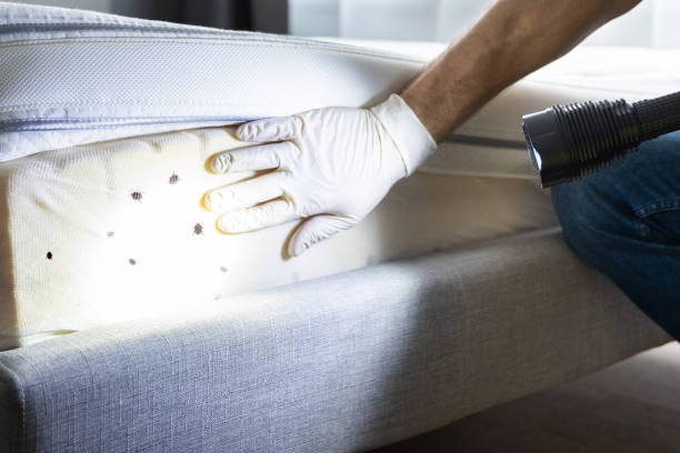Best Pest Removal Services  in Osceola, MO