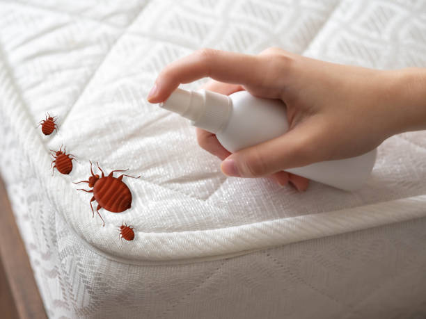 Best Bed Bug Extermination  in Osceola, MO