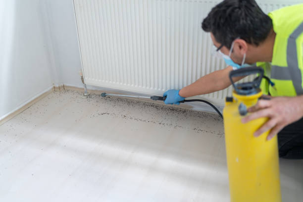 Best Wasp Removal Services  in Osceola, MO